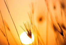 Temperature set to reach around 40°C Thu