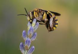 Up to 30% decrease in honey production i