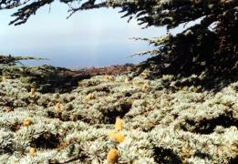 Ελεγχόμενη καύση στην περιοχή «Μαραθεύτη