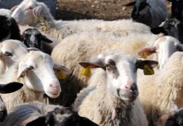 Geri’de yeni şap hastalığı vakası tespit