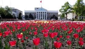 Τουλίπες στο Κιργιστάν