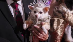 Pet Gala στη Νέα Υόρκη