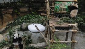 Το τρίτο μωρό panda γεννήθηκε στον Εθνικό Ζωολογικό Κήπο της Κουάλα Λουμπούρ της Μαλαισίας.