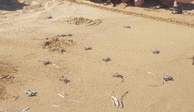 Παραλία Χελώνων  - Λάρα - Πάφος