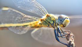 Λιβελούλα και έντομα στη φύση του Ναυπλίου