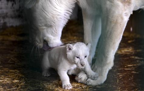 Tρία λευκά λιοντάρια μεταφέρθηκαν στο ζω
