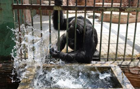 Μια χιμπατζίνα σε ζωολογικό κήπο της Βαλ