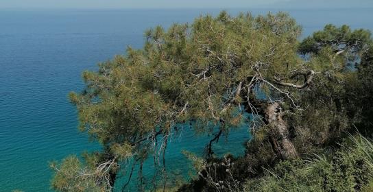 Αρχίζει η υποβολή αιτήσεων για αντισταθμ