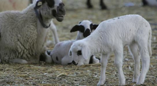 Στις 84 οι μολυσμένες μονάδες, επιβεβαιώ