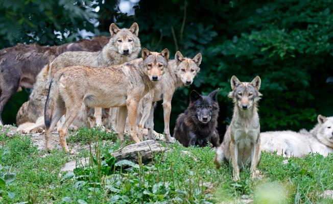 Απαραίτητοι οι λύκοι για διατήρηση ισορρ