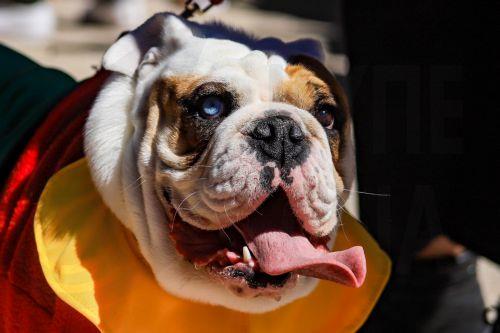 Η Αγία Νάπα υποδέχεται τη Διεθνή Έκθεση Μορφολογίας Σκύλων