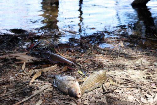 Δεκάδες νεκρά ψάρια στη λίμνη Αθαλάσσας και έκτακτη σύσκεψη αρμoδίων, λέει στο ΚΥΠΕ ο εκπρ. Τύπου του Τμήματος Δασών [ΒΙΝΤΕΟ]