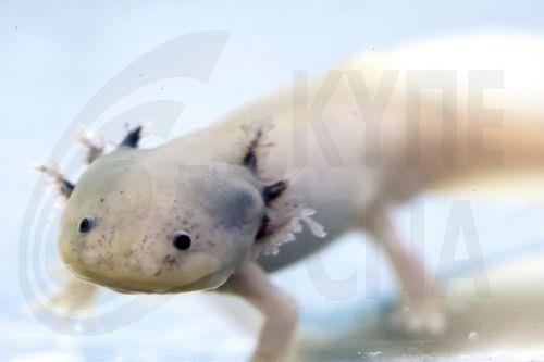 Τα μαλλιά από κομμωτήρια συνδράμουν στην προστασία σπάνιου αμφίβιου στο Μεξικό