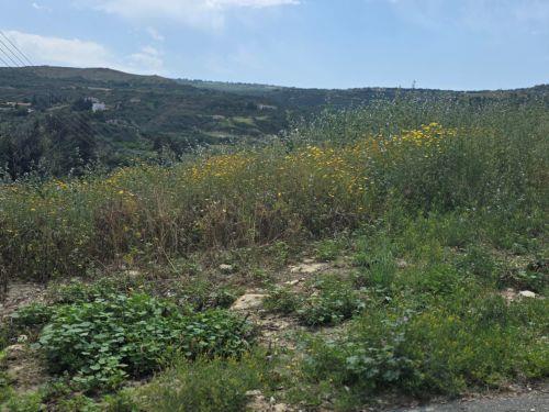 Εντοπίστηκε σε χωράφι στην επαρχία Πάφου σορός 79χρονο που αγνοείτο
