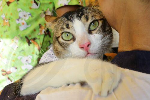 قبرص تستضيف مؤتمر المنظمة العالمية لصحة الحيوان