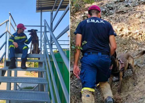 Πολύτιμοι συνεργάτες οι σκύλοι της ομάδας Κ9, λέει η Πυροσβεστική Υπηρεσία