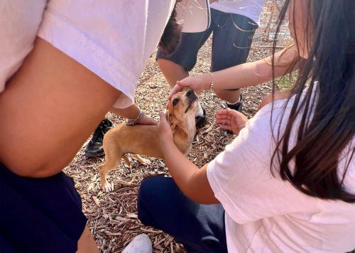 Επίσκεψη σχολείων Πάφου σε καταφύγιο ζώων διοργάνωσε ο Επ. Περιβάλλοντος