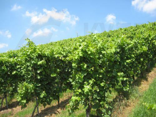 Σχέδιο ενίσχυσης αγροτών για αγορά λιπασμάτων και γεωργικών εφοδίων