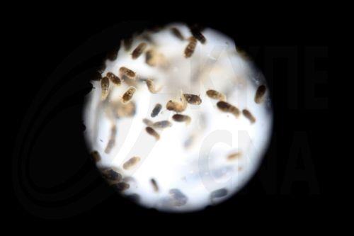 Μελέτη αποκρυπτογραφεί τον τρόπο με τον οποίο κινούνται τα κουνούπια