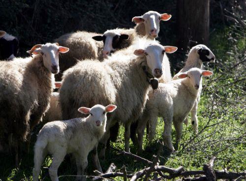 Τα μέτρα που λαμβάνονται στις ελεύθερες περιοχές για αφθώδη να επιβληθούν και στα κατεχόμενα, λένε οργανώσεις στο ΚΥΠΕ