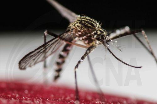 Νo cases of Chikungunya virus recorded in Cyprus, measures being taken, Ministry says
