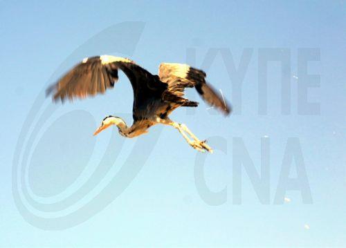 Ενδεχόμενο δεύτερο κρούσμα H5N1 στην Αθαλάσσα, λέει στο ΚΥΠΕ ο Επαμεινώνδας