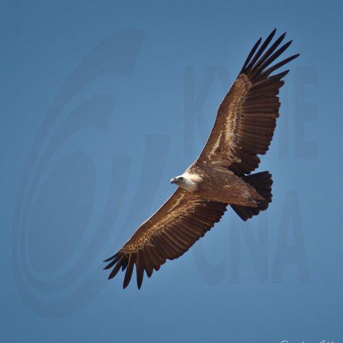 Ελεύθερος γύπας που έτυχε περίθαλψης από κέντρο διάσωσης στα κατεχόμενα