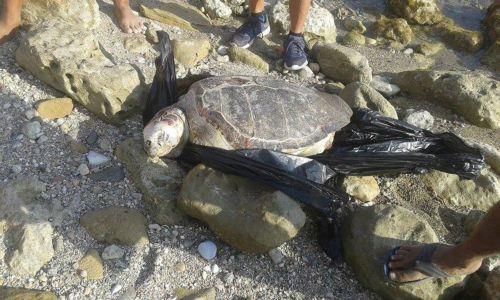 Απόδοση ευθυνών ζητά η ΟΠΟΚ για κακομεταχείριση χελώνας στην Πάφο