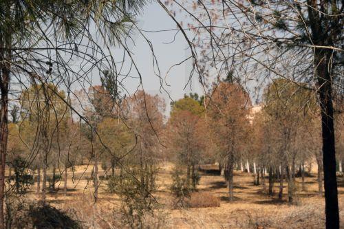 Διαφωνία Ανοιχτής Πρωτοβουλίας Πάρκου Ακαδημίας με την κοπή δέντρων από το πάρκο
