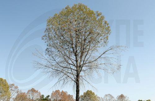 Ρίψη κροτίδας φαίνεται να είναι η αιτία φωτιάς στο Πάρκο Παιδαγωγικής Ακαδημίας