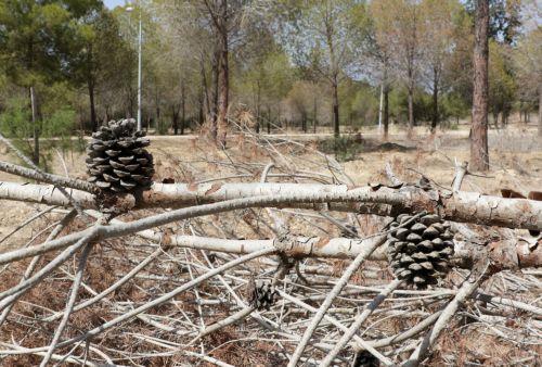 Πολίτης απέτρεψε πυρκαγιά στο δασικό πάρκο της Παιδαγωγικής Ακαδημίας