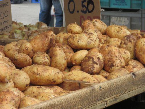 Kıbrıs’ın kırmızı toprak patatesinin tescil çalışması sürüyor