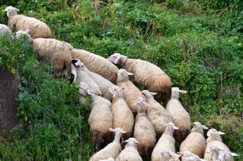 Γίνεται καταμέτρηση των νεκρών ζώων φάρμας, λέει στο ΚΥΠΕ ανώτερος κτηνιατρικός λειτουργός