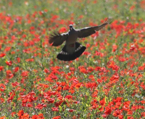 ​​​​​​​Kıbrıs’ta Hava Durumu