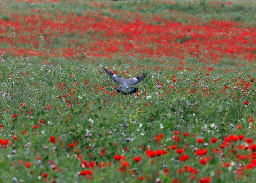 Η Κύπρος στην ευρωπαϊκή εκστρατεία #PlantHealth4Life