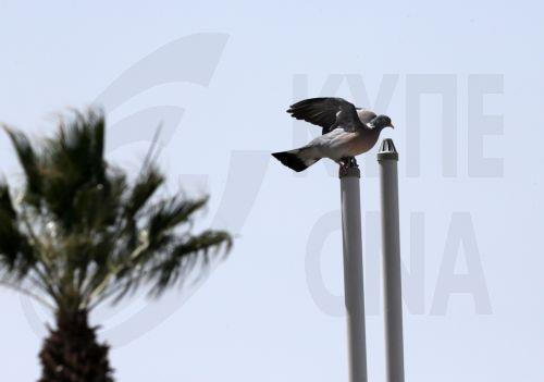 Σύλληψη 66χρονου για παράνομο κυνήγι στην Αχέλεια