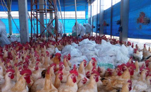 Chicks for fattening record a 20.7% increase in June