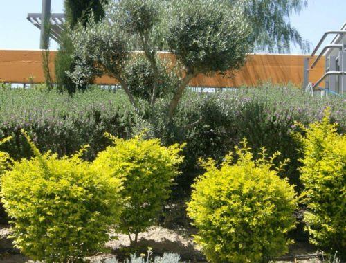 Φυτεύτηκαν 350 δενδρύλλια στον Δήμο Παραλιμνίου-Δερύνειας δωρεά δικοινοτικής Τεχνικής Επιτροπής