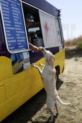 Άρχισε τη λειτουργία της η παραλία σκύλων στην περιοχή Κασσιανές της Λάρνακας