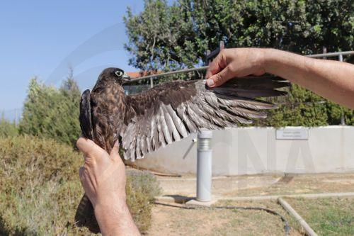 Καταγράφηκαν 404 Μαυροπετρίτες μεταξύ Ακρωτηρίου και Ακρωτηρίου Άσπρο