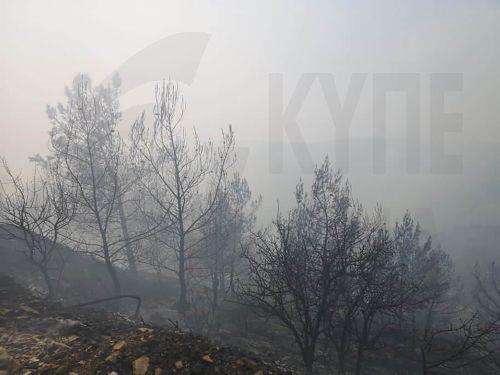 Υπό πλήρη έλεγχο δασική πυρκαγιά στην κοινότητα Ευρύχου