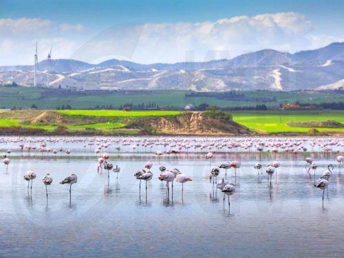 Διεθνή διάκριση απέσπασε ο Κύπριος εικαστικός καλλιτέχνης, Στέλιος Καλλινίκου