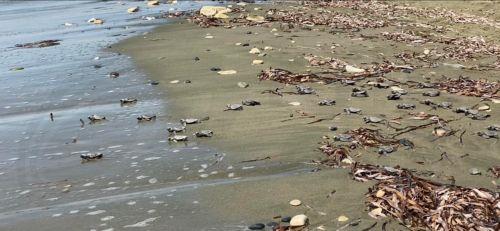 Εξαιρετικής ποιότητας τα νερά κολύμβησης στο Lady’s Mile, λέει στο ΚΥΠΕ ο Θ. Μεσημέρης