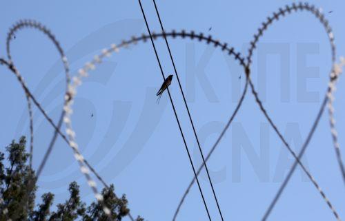 Κατάσχεση 100 κιλών πιπεριών με προέλευση τις κατεχόμενες περιοχές