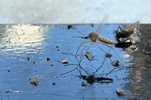 Η πλειονότητα λοιμώξεων από ιό Δυτικού Νείλου αφορά άτομα άνω των 65 ετών, επτά τα κρούσματα λέει το Υπ. Υγείας