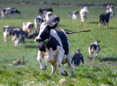Συνεργασία μέσω Τεχνικής Επιτροπής για Υγεία για αφθώδη πυρετό, λέει στο ΚΥΠΕ ο Φυλακτού