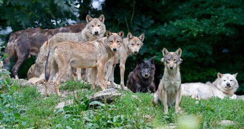 Απαραίτητοι οι λύκοι για διατήρηση ισορροπίας των οικοσυστημάτων εξηγούν ειδικοί