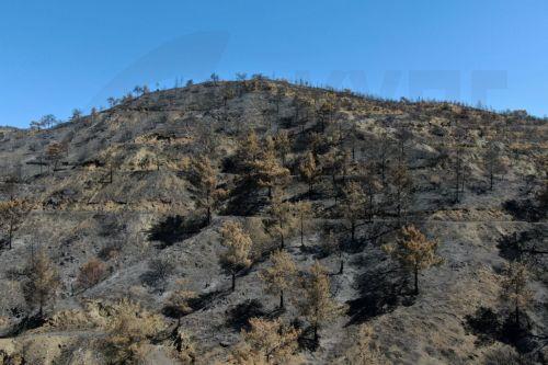 Εργασίες υλοτομίας καμένων δέντρων στο δρόμο Κοιλανίου-Βουνίου ανακοίνωσε το Τμ. Δασών