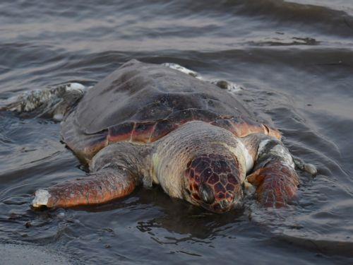 Su Ürünleri Dairesi Chloraka’da deniz kaplumbağasına yapılan muameleyi kınadı