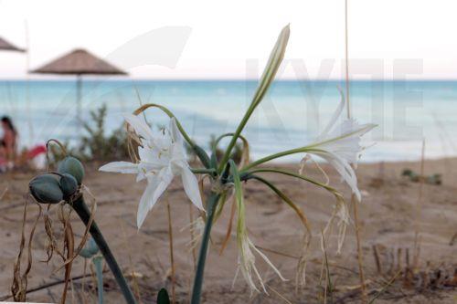 Αύξηση δικαιούχων στο Σχέδιο Επιχορηγημένων Διακοπών Συνταξιούχων ζητά η ΕΚΥΣΥ